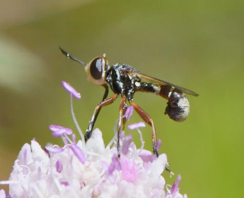 Réf. 285 249 : Conops sp.